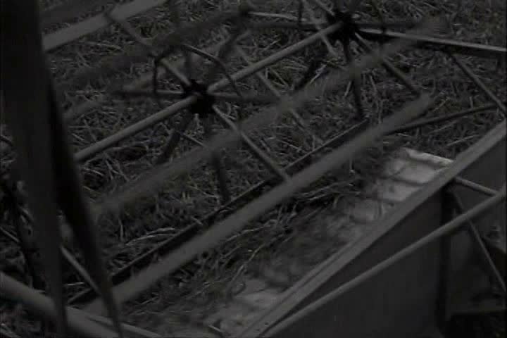 1930s - Young kids work on harvesting the fields in the 1930s.