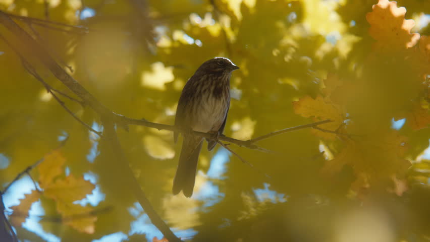 Wild sparrow sitting on a branch inside a golden oak tree canopy in autumn. Cinematic slow motion.