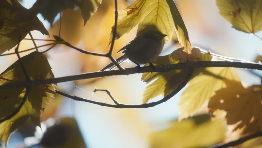 Small bird jumping on a maple tree branch with fall color leaves. Cinematic slow motion.