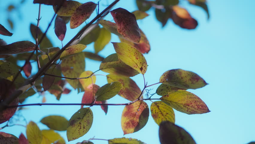 Yellow and red spotted fall foliage backlit by warm daylight against blue sky. Cinematic slow motion.