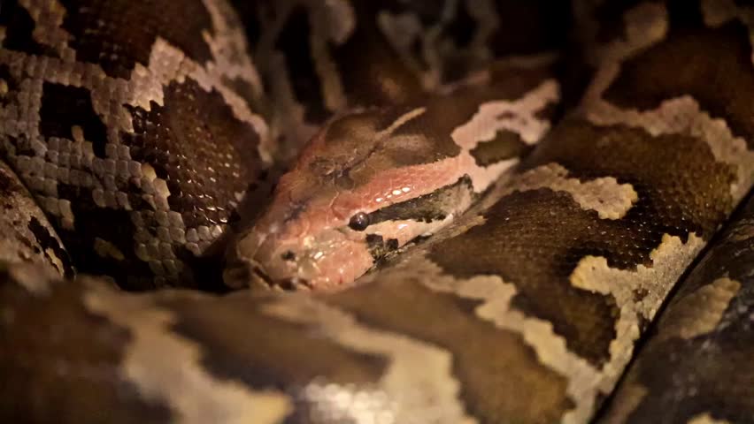 Python snake coiled and resting in warm reptile enclosure 180fps Captured in Cinematic High Detail Footage