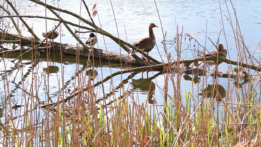 Mallard ducks and Greylag geese sitting on a fallen tree in the Cybina River floodplain