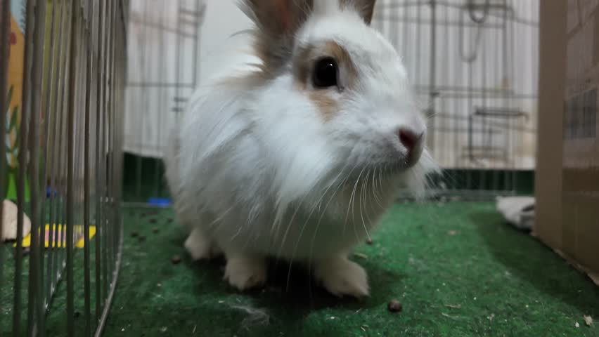 Close-up shot of an adorable white domestic rabbit, Oryctolagus cuniculus domesticus, with long ears, inside its cage habitat. The rabbit stands still, looking directly into the camera. The mood is