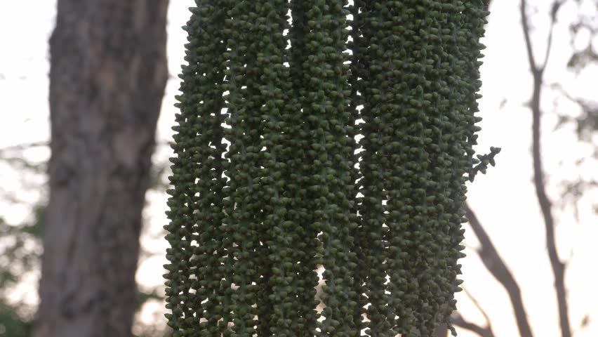 Close Up Orbit View Of A Hanging Fishtail Palm Fruit Cluster Swaying Among Trees At Chaloem Kanchanaphisek Park In Nonthaburi, Thailand