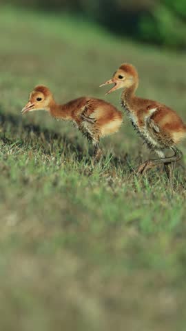 Cutest Little Sandhill Crane Colts Chicks Tumbling Fight Play