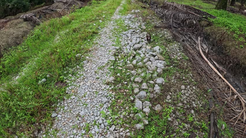 scene of the dirt walkway path environment at the plantation landscape. 