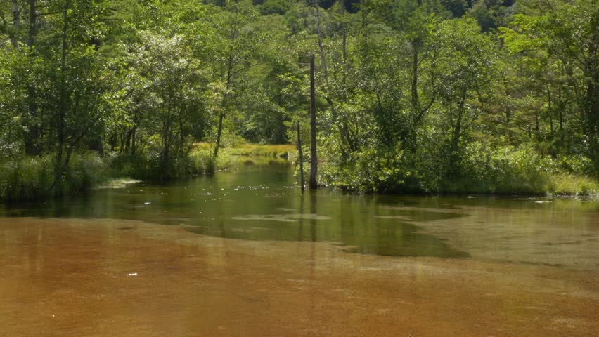 Tashiro Pond With Shallow Water And Virgin Forest In The Kamikochi, Nagano, Japan. - wide shot