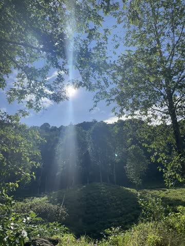 Beautiful sunbeams shining through green trees over a lush tea plantation hill under a clear blue sky.Stunning sun flare and bright sunlight filtering through forest canopy in a tropical mountain landscape.