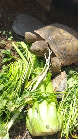 Vertical video of a Sonoran desert tortoise eating various greens. Desert reptiles have adapted to living with limited vegetation. Feeding tortoises too much is harmful. 
