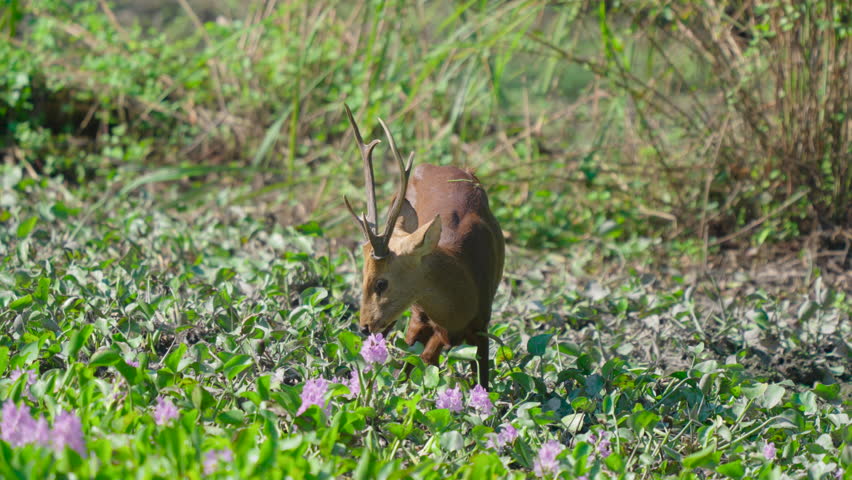 A beautiful wild hog deer with antlers grazes peacefully in a vibrant green and purple natural habitat, showcasing authentic wildlife.