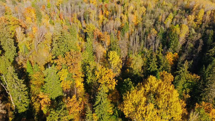 Drone flies above autumn treetops revealing vibrant forest colors, Latvia