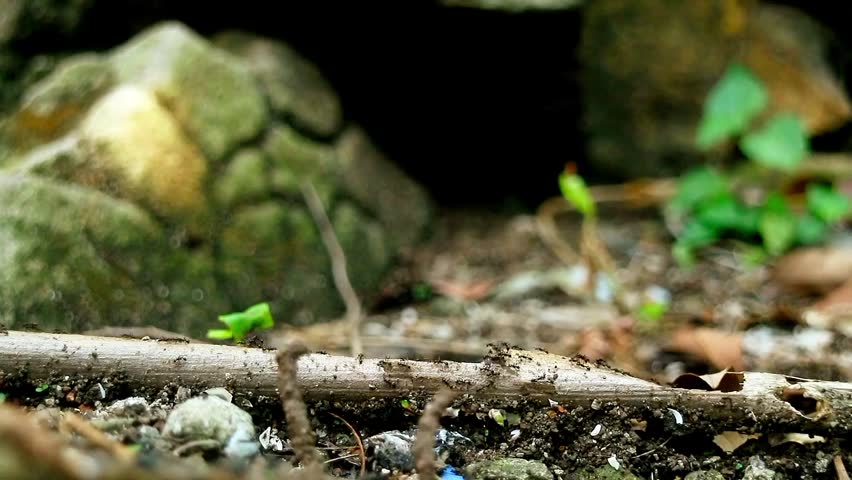 A colony of black ants crawls along a dry twig against a background of rocks and wild grass in a park.