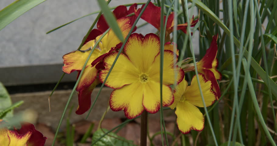 Polyanthus firecracker in flower in a UK garden