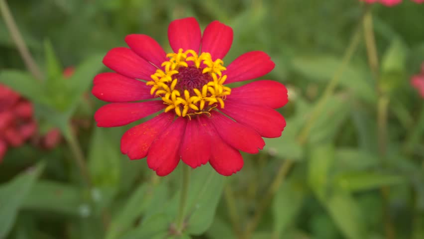 Red zinnia flower with golden yellow center gently swaying in the breeze.