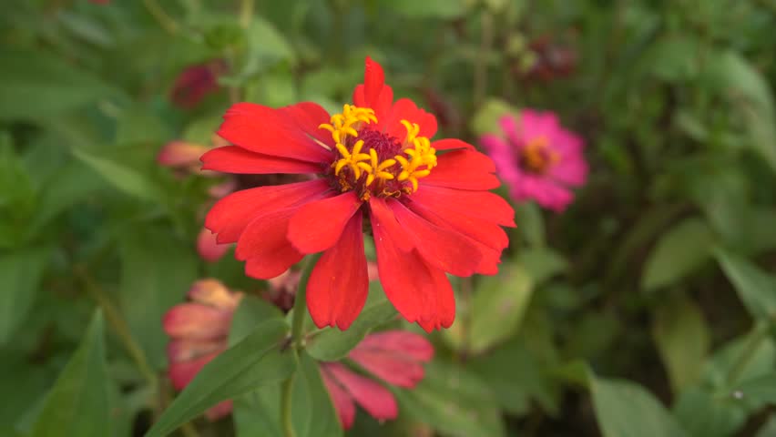 Red zinnia flower in sharp focus with a pink bloom blurred behind, gently swaying in a lush green garden.