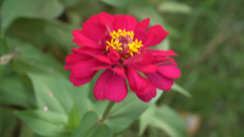 Vibrant red zinnia flower with yellow center swaying gently in wind.