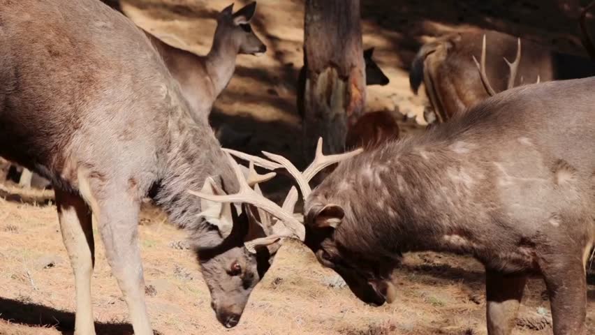 Two male deer with antlers locked in a fierce battle in a forest clearing with dry underbrush and trees
