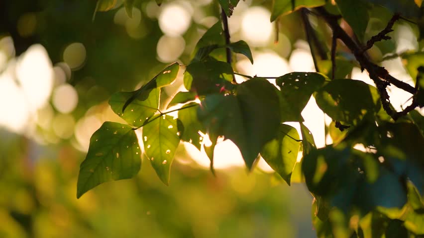 Sunlight Filtering Through Green Tree Leaves During Golden Hour in a Lush Forest