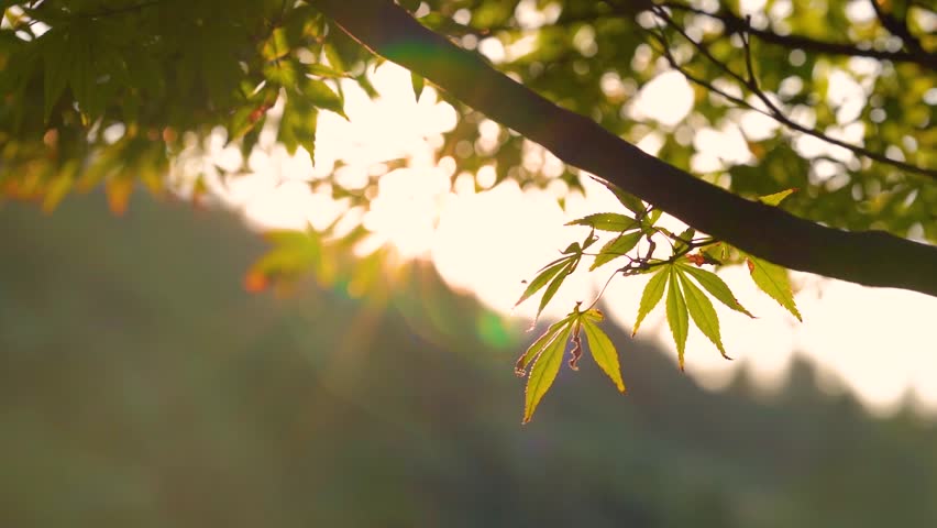 Sunlight Filtering Through Maple Leaves During A Peaceful Autumn Afternoon In The Forest