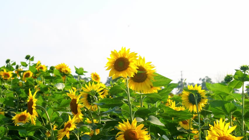 Sunflowers blooming in a vibrant summer countryside field under warm natural sunlight