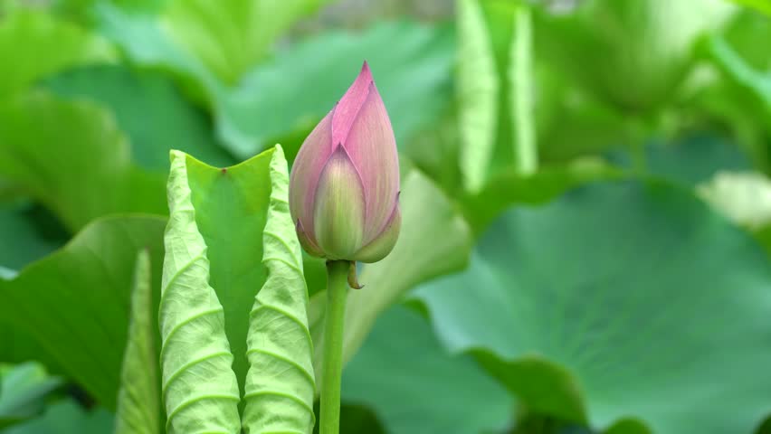 Close Up Of A Pink Lotus Flower Bud In A Calm Summer Pond