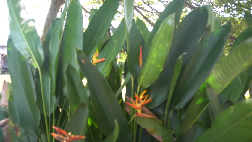 Bright orange heliconia flowers blooming among large green tropical leaves, swaying gently in the wind.