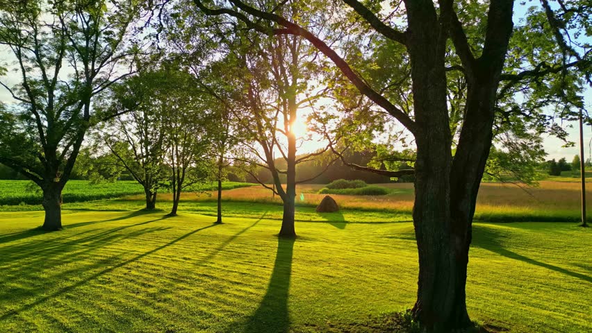 Serene landscape with trees and grassy field at sunset or sunrise