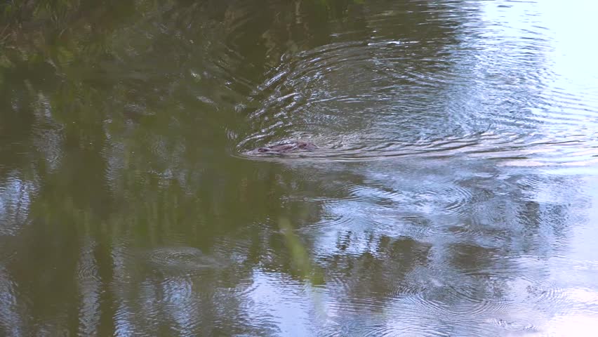 Close up view of platypus swimming in a river. Unique animal moves through the water, disturbing surface. Wildlife in natural habitat.