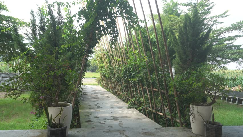 Scenic bamboo archway walkway with potted plants and green trees swaying in breeze.