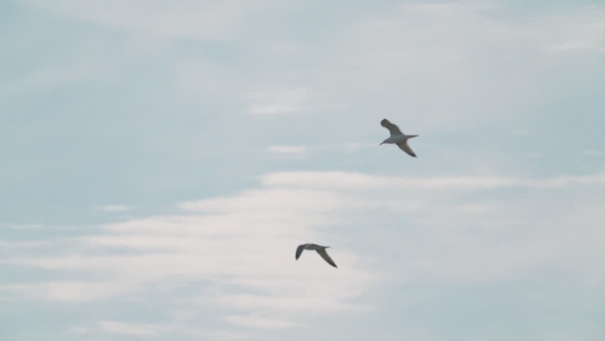 A seagulls (Laridae) in flight against a blue sky. 
