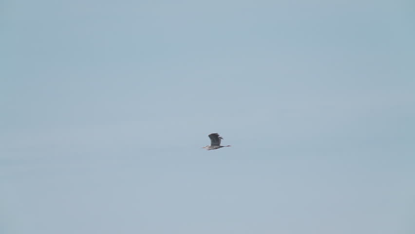 A gray heron (Ardea cinerea) flies against a blue sky. 