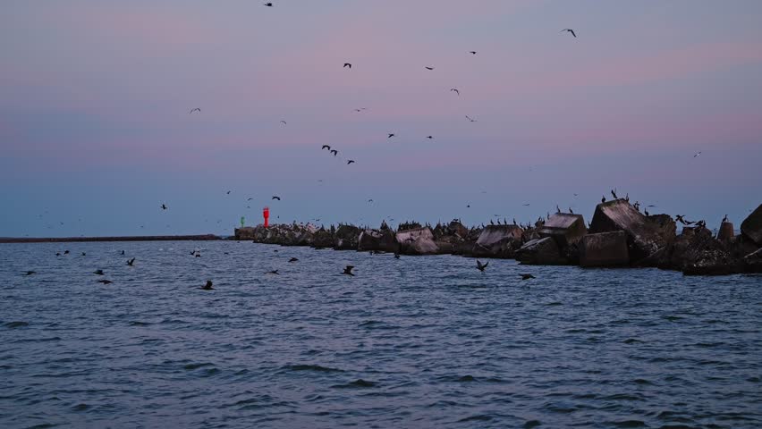 Cormorants and seabirds fill the sunset sky above Liepaja harbor waters