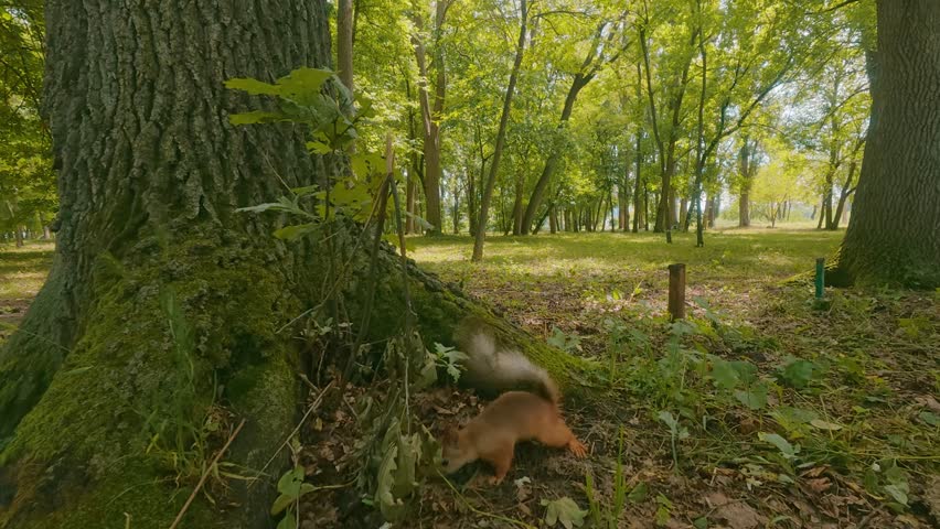 A red squirrel cautiously scurries along tree roots and rears up on its hind legs in a sunlit forest park. Green foliage, diffused sunlight, natural ground cover
