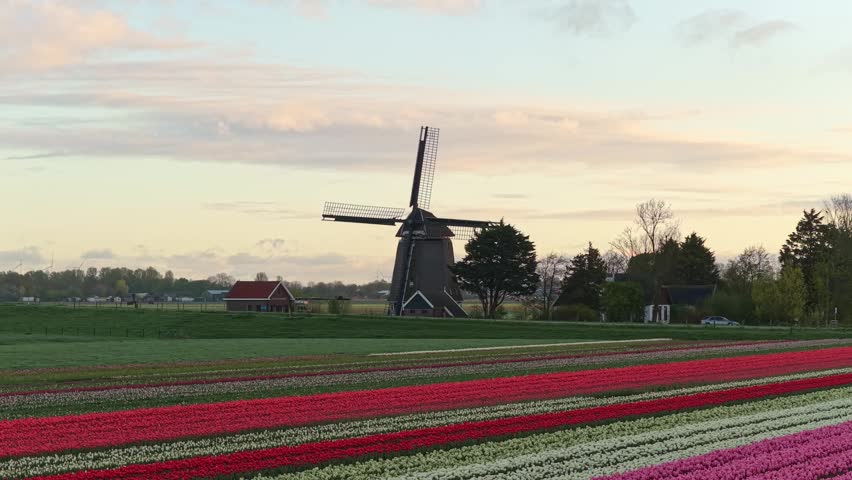 Majestic aerial view of a classic dutch windmill with colorful rows of blooming tulips. Iconic holland landscape during a beautiful sunset