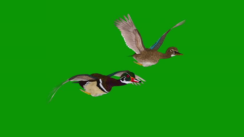 Two birds on a and flying in the air are couple of ducks through isolated on green screen background