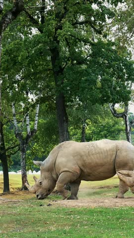 Travel in the car in the SAFARI zoo. rhinos. rhinoceros walking in a green park
