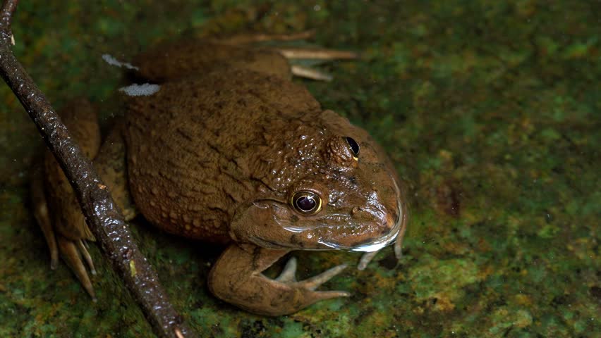 Tropical Frog Face Macro View 