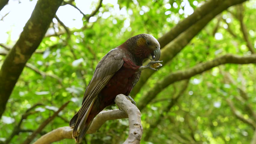 Native New Zealand parrot observed in Zealandia Eco Sanctuary
