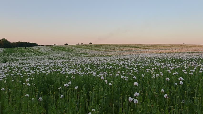 Large agricultural field covered with blooming poppy plants during the flowering season