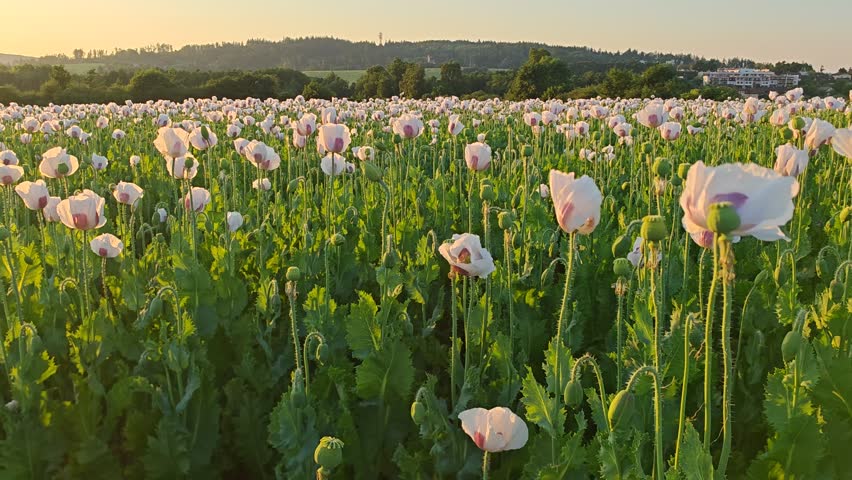 Large agricultural field covered with blooming poppy plants during the flowering season