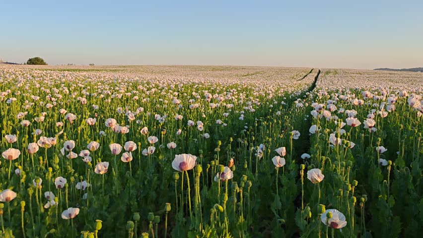 Large agricultural field covered with blooming poppy plants during the flowering season