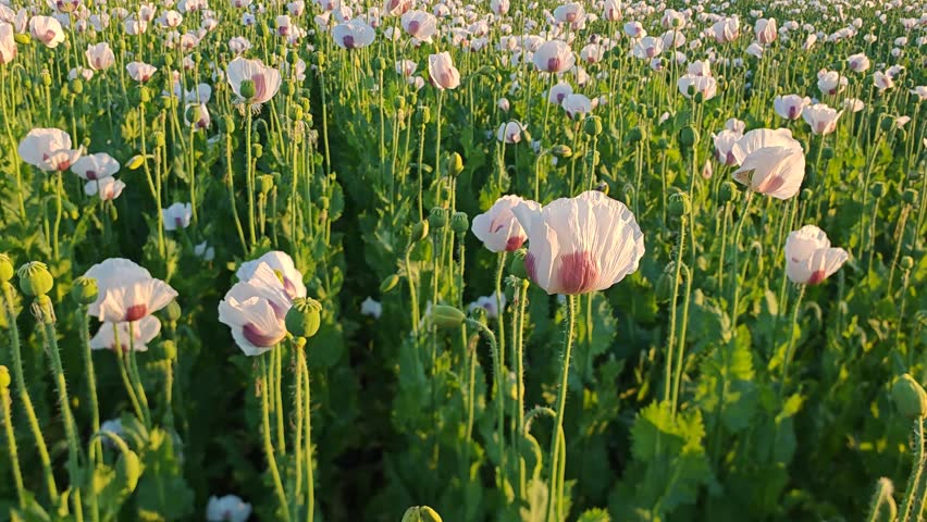 Large agricultural field covered with blooming poppy plants during the flowering season