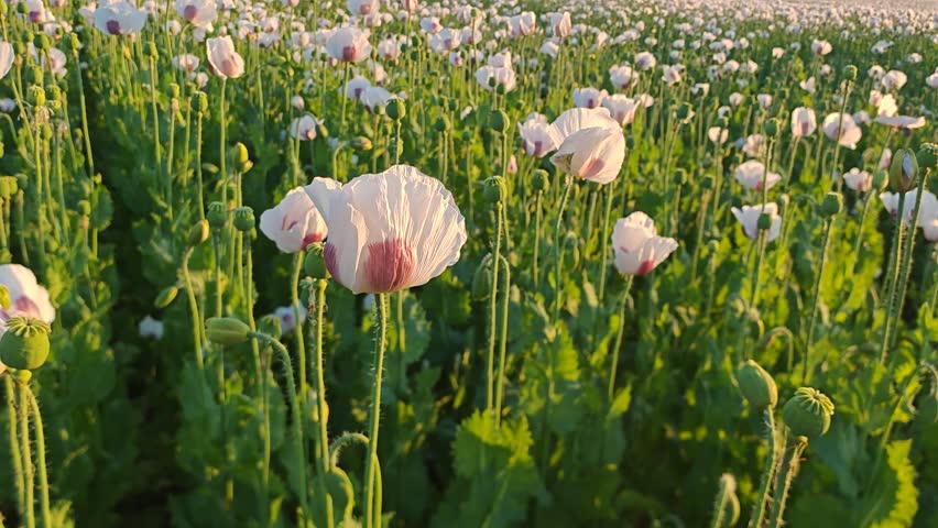 Large agricultural field covered with blooming poppy plants during the flowering season