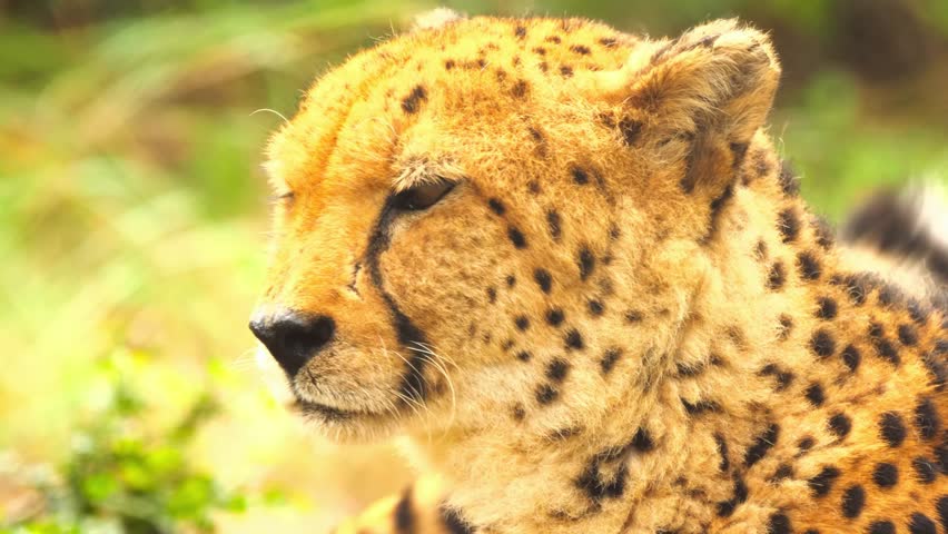 Cheetah face close up looks toward the camera in a wild savanna environment, highlighting spotted fur and focused eyes.