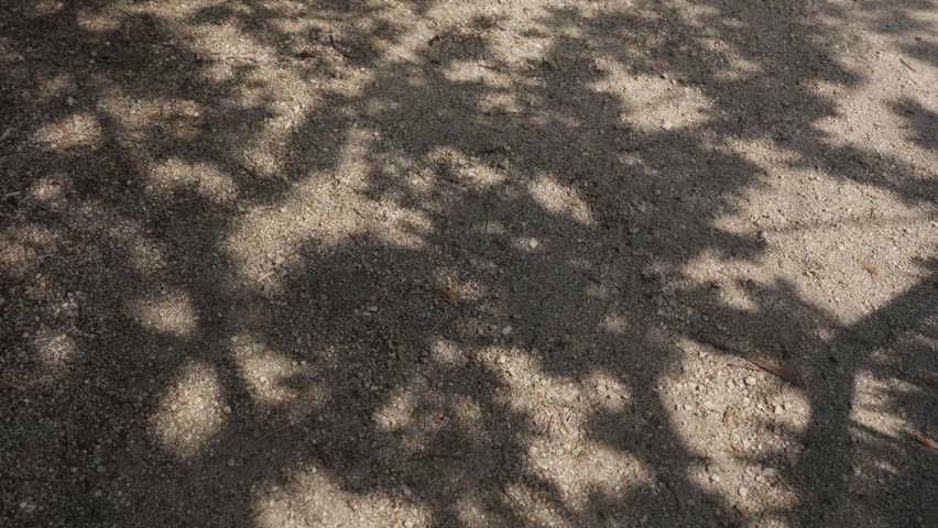Dappled shadows of tree branches and leaves cast on dry sandy gravel ground surface in sunlight