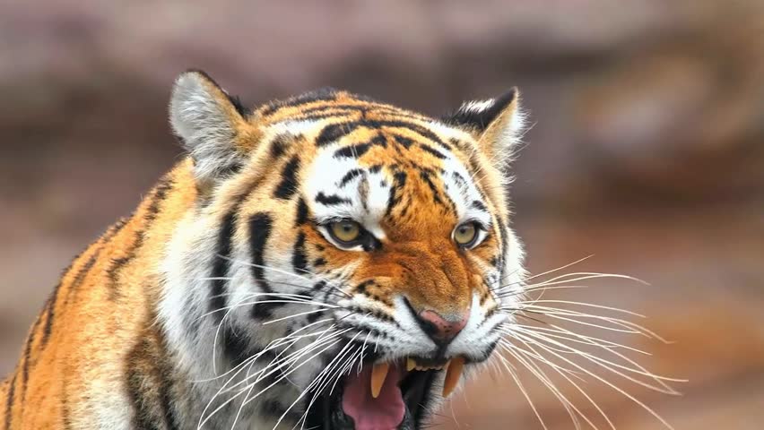Close up of a tiger roaring with open mouth and visible teeth, capturing powerful predator behavior in dramatic detail.