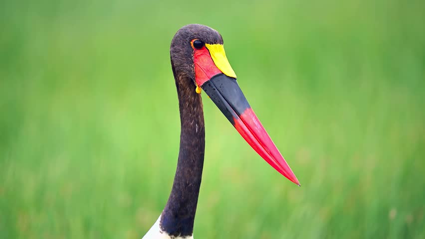 Saddle billed stork portrait against a soft green background, showing the bird’s distinctive beak and elegant profile.