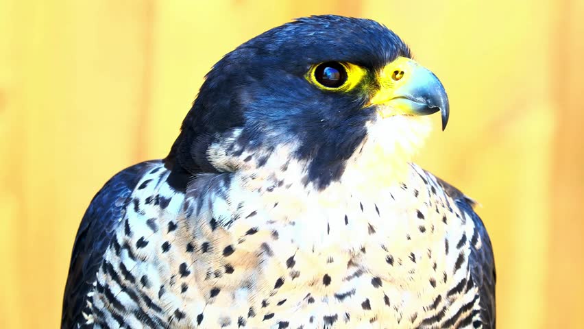 Peregrine falcon head close up against a yellow backdrop, showing sharp eyes and distinctive raptor markings.