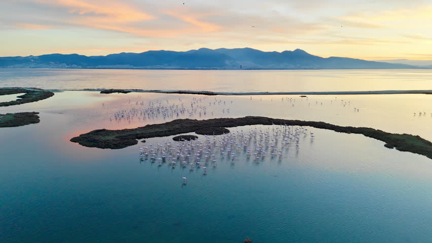 Flamingos in calm wetland pools in coastal marsh landscape. Bird habitat with open water channels, marsh patches and soft sunset reflection