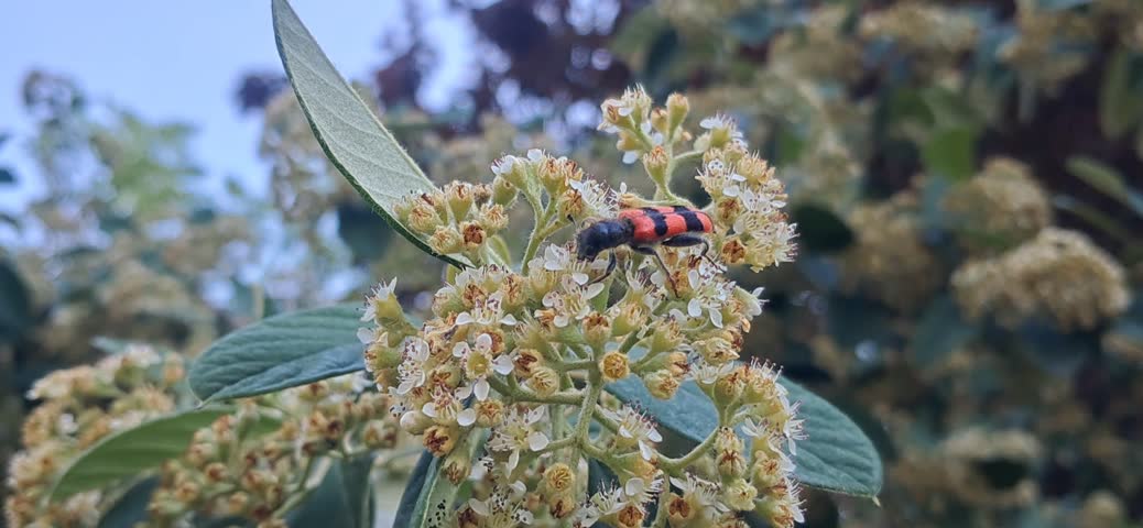 ​A high-angle shot of a red and black Trichodes bee-beetle or ant hunter walking on top of a yellow flower cluster.